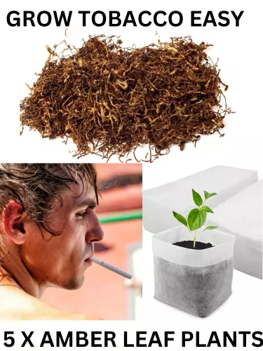 Amber Leaf Grow Tobacco Seeds Kit Grow All Your Own Tobacco Plants x 5 - 01