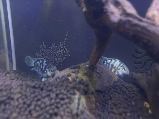 live freshwater fish cichlids