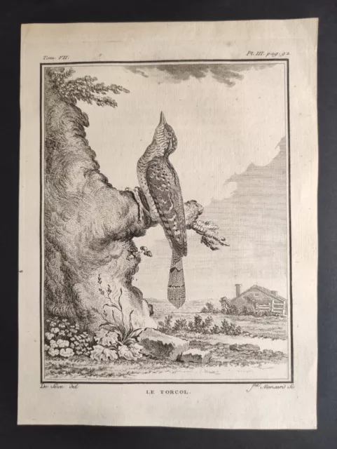 Le Torcol, Oiseaux Buffon, De Sève, Mansard, Stampa 1780