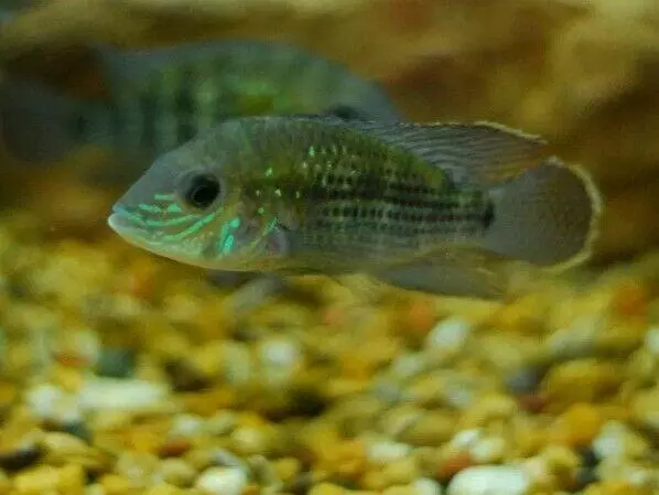 3 Beautiful Green Terror Cichlid 1.5"