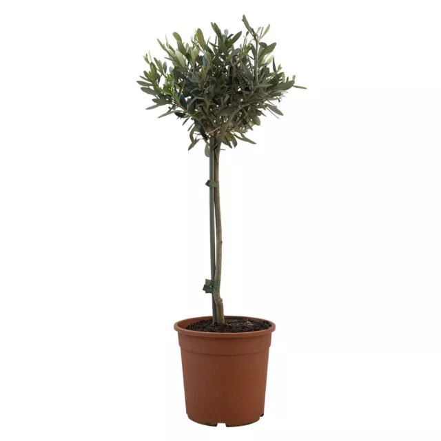 Kölle echter Olivenbaum, Olea europaea 'Stamm', Topf 18 cm, Höhe ca. 70 cm