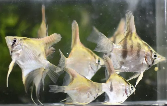Silver Angelfish LIVE FISH Read Description