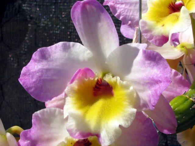 Beautiful  Softcane Orchid Dendrobium Hoshimusume x Beautiful Egg (No1)