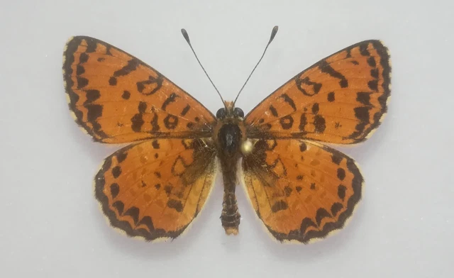 25   Melitaea didyma - ♂ -  France  ( lire  description)