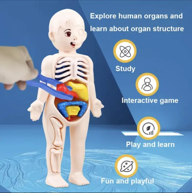 Menschliches Organmodell Kinder zum Selbermachen zusammengebaut medizinisch frühe Wissenschaft pädagogisches Spielzeug
