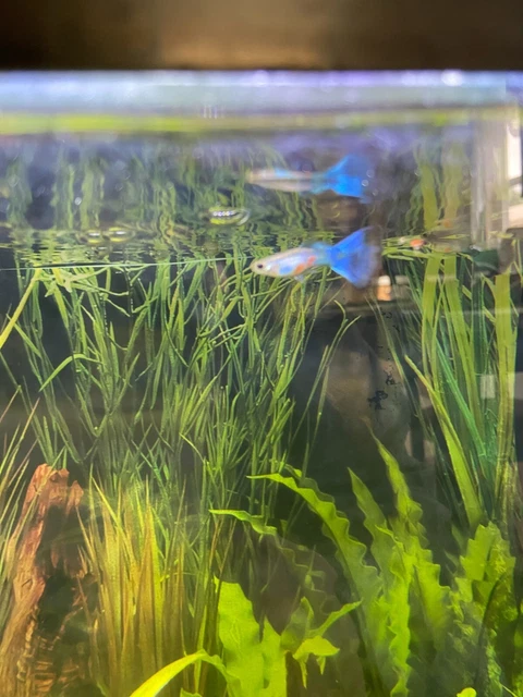 Trio All American Blue Delta Guppies