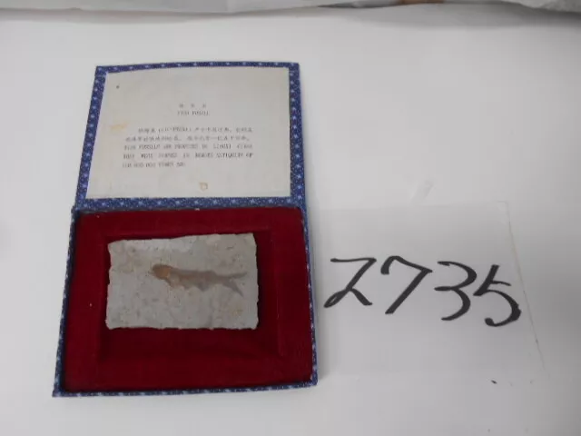Tagaytang 2735 Tang Wu China Wolf Fish Fish Fossil Yuan Box Pay Fossil Specime