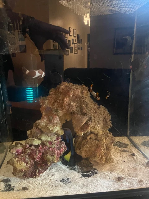 saltwater aquarium