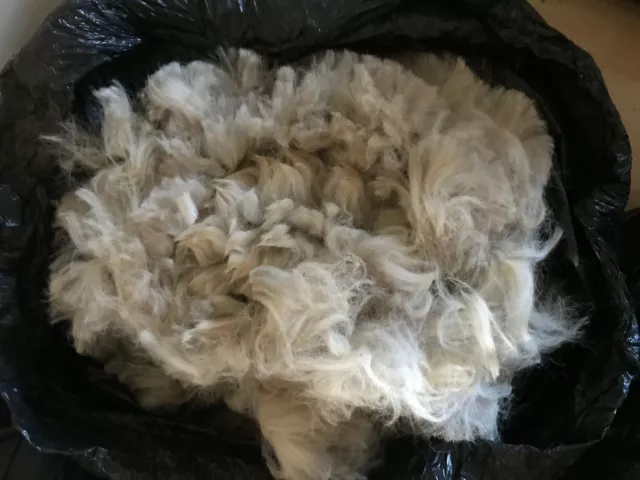 Alpaca Fleece-  Wool - White - Saddle Quality Only - 900 grams 3