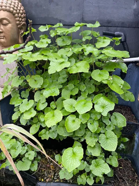 Live Wasabi plant 12" Medium size. Perfect for sushi and soups