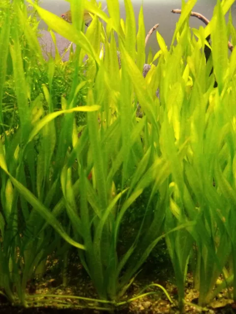 vallisneria spiralis   plante aquarium facile débutant lot de 5 pieds