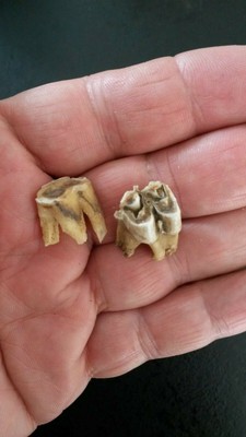 VAL D OISE DENT DE MAMMIFERE FOSSILE NEOLITHIQUE PREHISTOIRE 