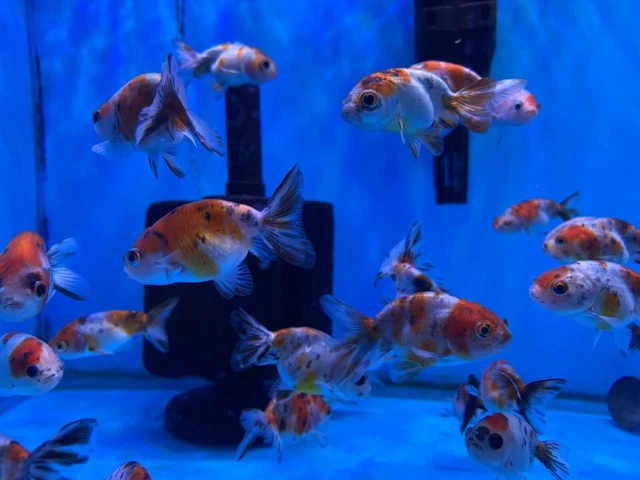 (Set of 2) Thai Baby Ranchu Calico 2"  FREE TWO-DAY SHIPPING 2