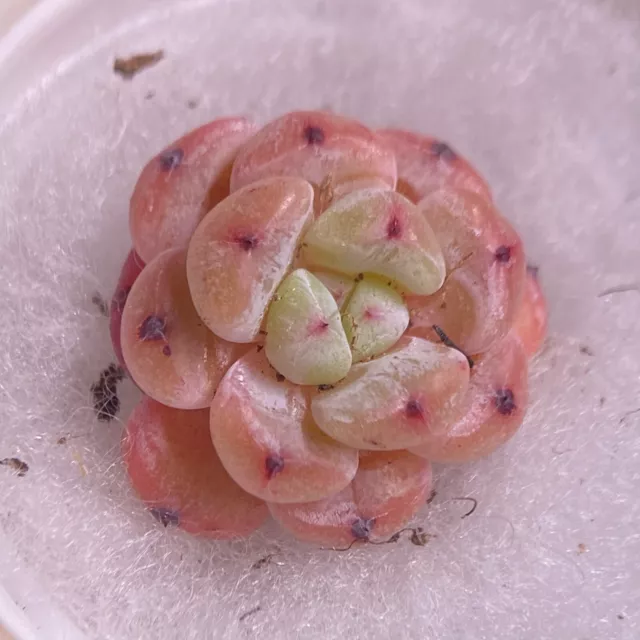 Sedum clavatum 'Rocky' 2,5 cm Plantas suculentas