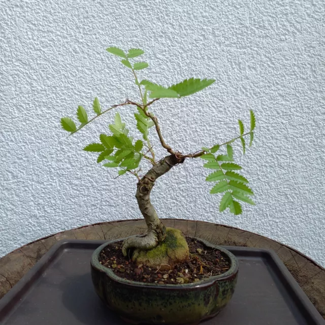 Rarität Bonsai Shohin Eberesche Yamadori Vogelbeere über Fels Stein