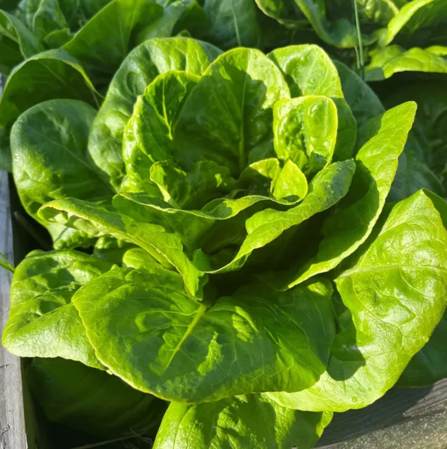 Lettuce All Year Round Seeds x 450 - Butterhead Crisp Heritage Vegetable Salad