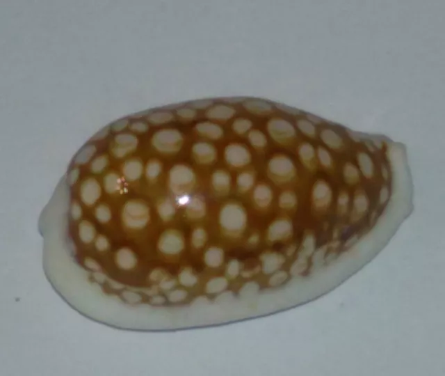 Conchiglia Shell CYPRAEA CRIBRARIA mm 28,5  Isole Mauritius