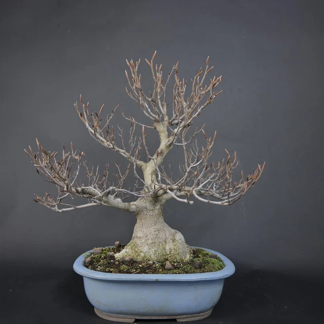 BONSAI - KERBBUCHE, Fagus Crenata, Japan EUR 1.249,00 - PicClick DE