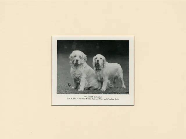 Clumber Spaniel Old 1950 Named Dog Print Mounted Ready To Frame