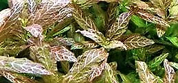 Hygrophila Polysperma Rosa Nervig -  Plante Aquatique - Plante Aquarium