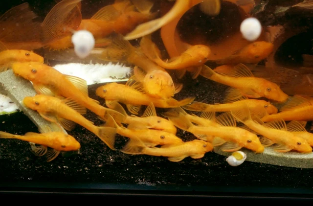 SUPER RED Bristlenose Pleco - 1.5" pack of 8 3