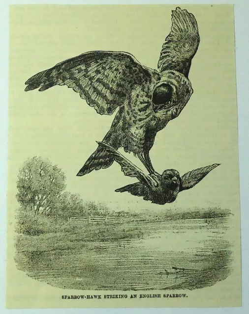 1886 magazine engraving ~ AMERICAN SPARROW-HAWK STRIKING AT ENGLISH SPARROW