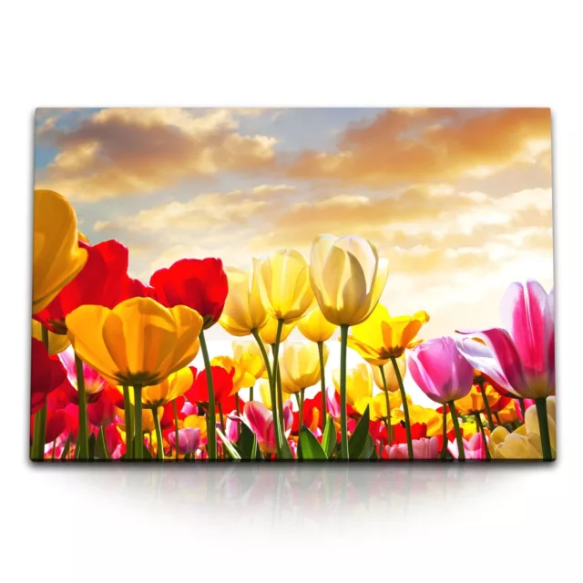 120x80cm Wandbild auf Leinwand Bunte Tulpen Blumen Holland Himmel Sonnenschein