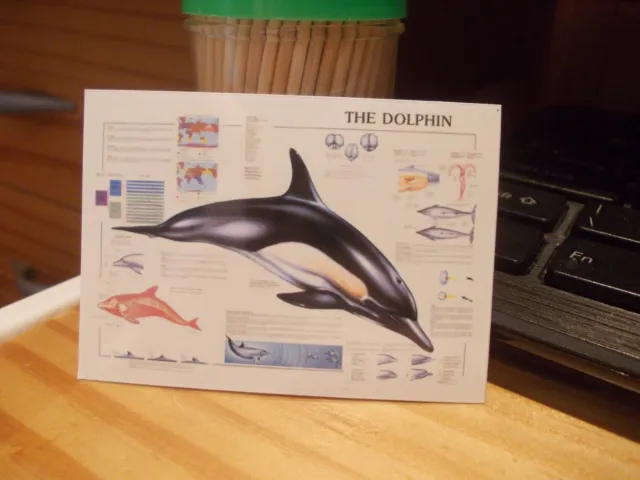 Dolphin Poster For A Dolls House