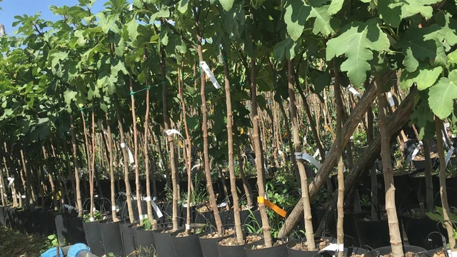 Fico Reale In Vaso 26 Cm - Pianta Da Frutto Antica, Alto Fino A 200 Cm, 4 Anni - Foto 11