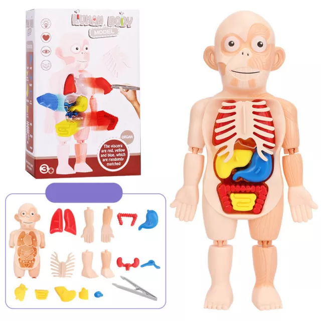 Kid 3D Puzzle Human Body Anatomy Model Educational Learning Organ Assembled -EL