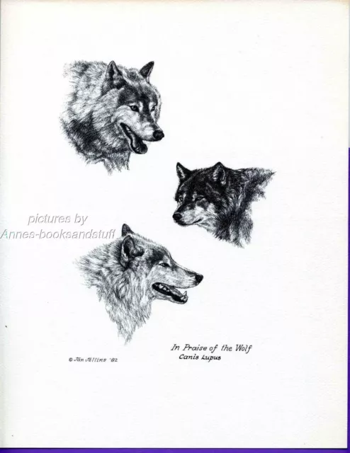 #323 IN PRAISE OF THE WOLF art print 3 Wolves *  pen & ink drawing  Jan Jellins