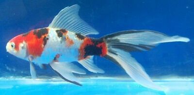 1" - 3" PACK of 3 Comet Goldfish SHUBUNKIN Live Fish for Pond *FREE SHIPPING*