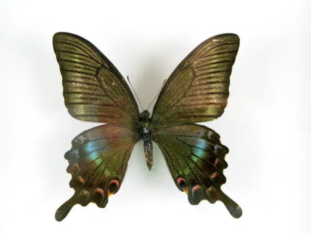 3 real beautiful and huge butterflies in the XXl showcase - single piece - 28 3