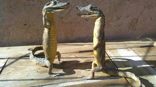 Spécimen De Reptile En Alcool - Cabinet De Curiosités