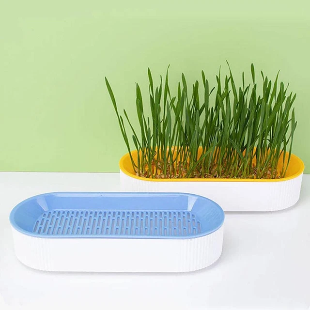 Kit Culture Herbe à Chat Hydroponique - 2 Bacs Réutilisables - Sans Terre - Facile à Faire Pousser