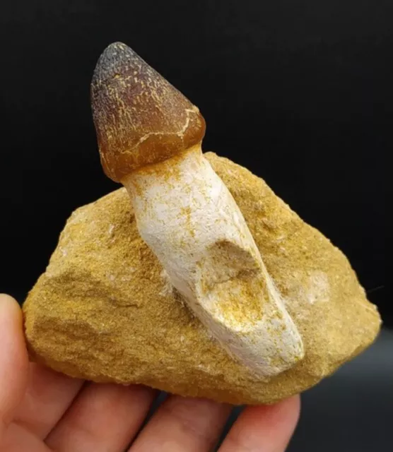 Fossil - Authentic Mosasaur Tooth