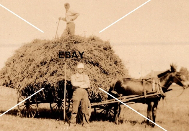 OOAK Vintage Snapshot Photo Farmers Hay Harvest Wagon Horses Velox Sepia