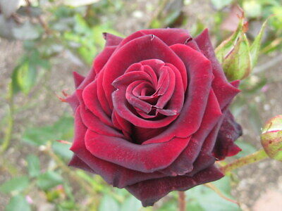 ROSE BLACK MAGIC Ritagli ROSE 2 propaggine 2 PZ per piantare 