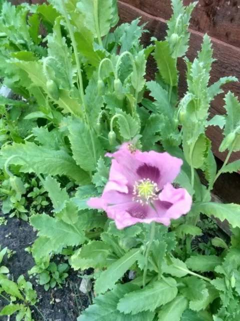 Poppy seeds 10,000 Purpl/Lilac BUY 2 GET 1 FREE  Poppy Seeds