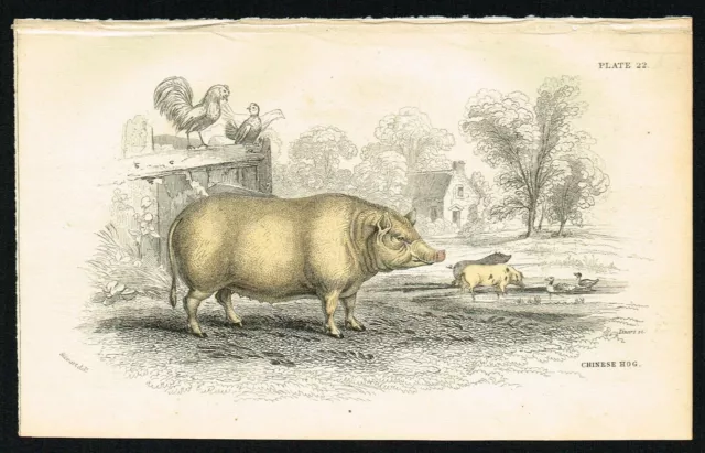 La race de porc chinois, impression de zoologie antique colorée à la main -...