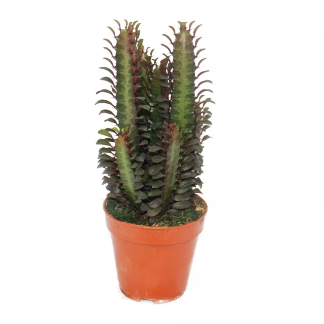 Exotenherz - Euphorbia trigona rubra - mittelgrosse Pflanze im 12cm Topf