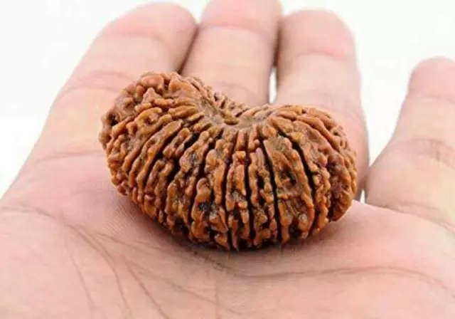 21 Mukhi Rudraksha Twenty One Face Rudraksh Hindu Sacred Bead Very Rare A+++