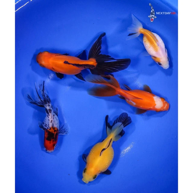 Lot of (5) 3 to 4.5" HANDPICKED GOLDFISH Imported live goldfish for pond NDK