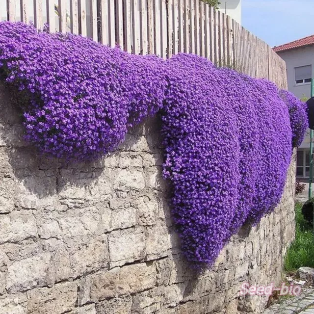 Semi Aubrieta Lilla Seeds Semilla Fiori Da Balcone Aiuole Perenne Terrazza