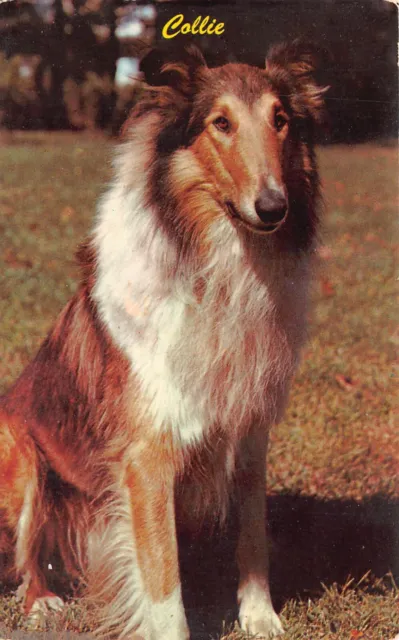 Vintage DOG Animal Postcard Collie 1960s Vintage Puppy