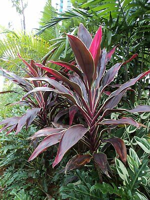 Tropical of 2 Logs Hawaiian Ti Plant Red Leaves Indoor Outdoor Hardy Easy Grow