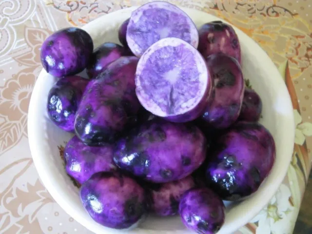 Hangho Chchoqhe Pomme de terre – 10 graines – TPS True Potato Seeds – Rare
