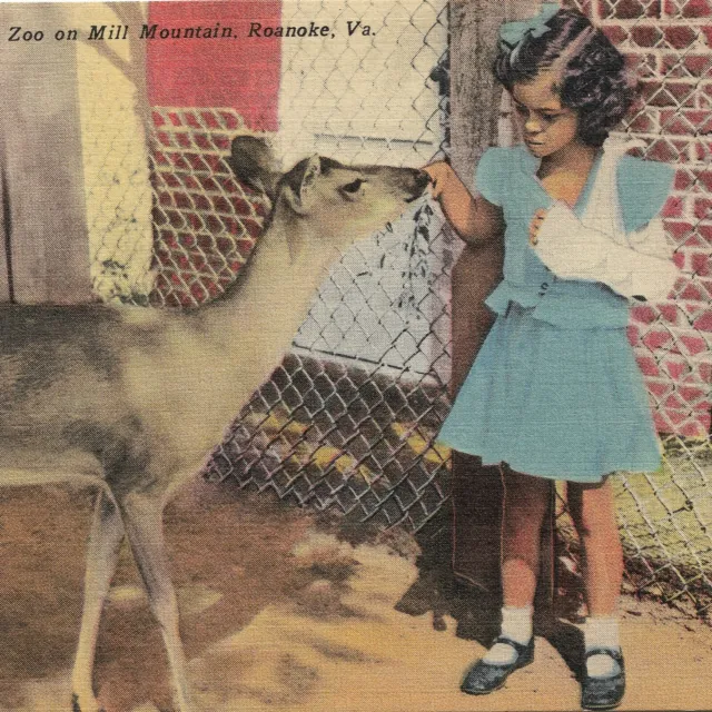 Little Girl Pets Deer Children's Zoo Mill Mountain Roanoke VA - Postcard PC2198