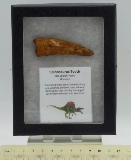 Large Fossil Spinosaurus Dinosaur Tooth Cretaceous Collectors Glass Box Morocco