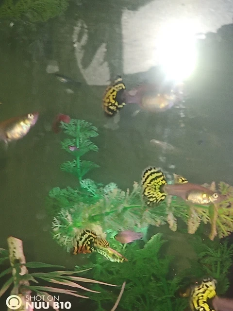 Two FEMALES Sub Adult- Live Guppy Fish Top Quality - Yellow Tiger Halfmoon Two FEMALES Sub Adult- Live Guppy Fish Top Quality - Yellow Tiger Halfmoon